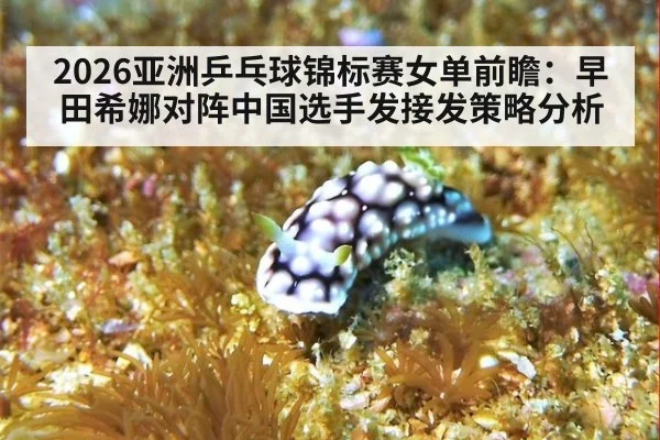 2026亚洲乒乓球锦标赛女单前瞻：早田希娜对阵中国选手发接发策略分析